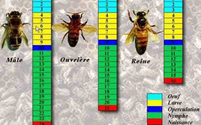 Cycles larvaires des abeilles domestiques