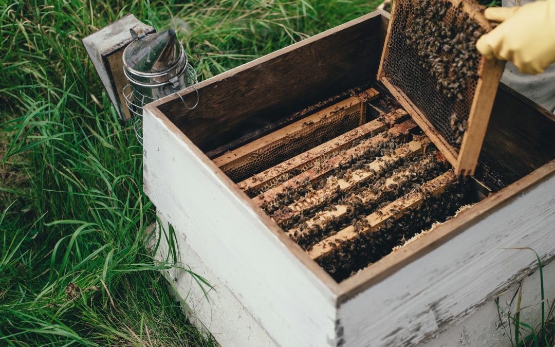 Faire un paquet d’abeilles